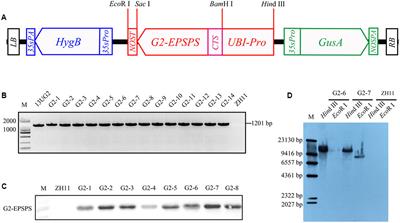 Development and Event-specific Detection of Transgenic Glyphosate-resistant Rice Expressing the G2-EPSPS Gene